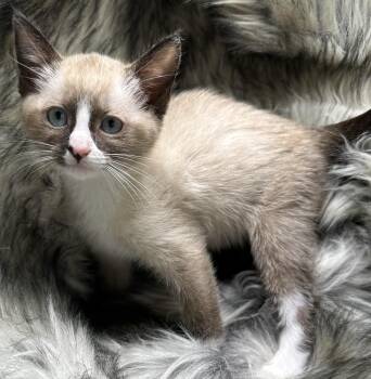 Snowshoe and Siamese Cats Available for Adoption - Zongzi | PetCurious