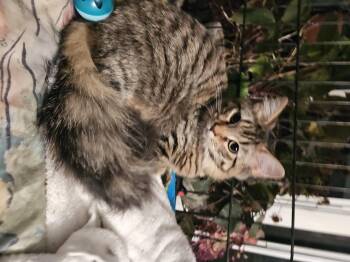 Rescue Tabby Cats for Adoption in Plainsboro Township, New Jersey - Angel | PetCurious