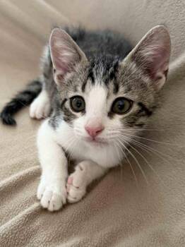 Stevie -  Tabby Cat for Adoption in York, Nebraska - Stevie | PetCurious