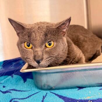 Sterling -  Domestic Short Hair Cat for Adoption in Englewood, Florida - Sterling | PetCurious
