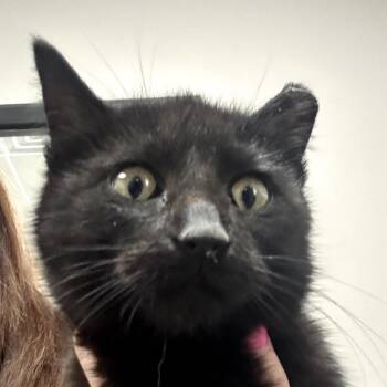 Domestic Medium Hair Cats Available for Adoption - Poof | PetCurious