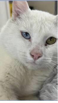 Domestic Short Hair Cats Available for Adoption in North Arlington, New Jersey - Baby | PetCurious