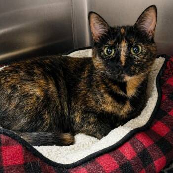 Domestic Short Hair Cats Available for Adoption in Austin, Texas - Sofia The First | PetCurious