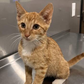 Nectarine -  Domestic Short Hair Cat for Adoption in Washburn, Missouri - Nectarine | PetCurious