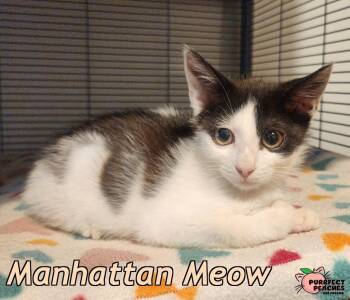 Manhattan Meow -  Domestic Short Hair Cat for Adoption in Douglasville, Georgia - Manhattan Meow | PetCurious