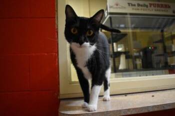 Marble -  Domestic Short Hair Cat for Adoption in Kansas City, Missouri - Marble | PetCurious