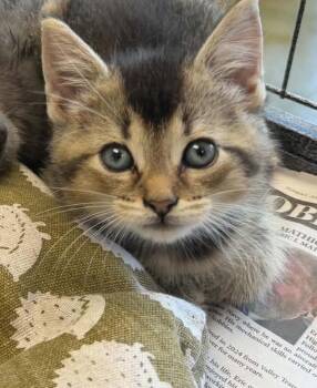 Mohawk -  Domestic Short Hair Cat for Adoption in Parma, Ohio - Mohawk | PetCurious
