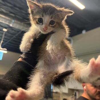 Henry -  Domestic Short Hair Cat for Adoption in Huntington, West Virginia - Henry | PetCurious