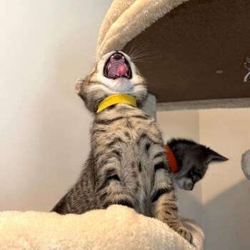 Bartlett -  Domestic Short Hair Cat for Adoption in Cumming, Georgia - Bartlett | PetCurious