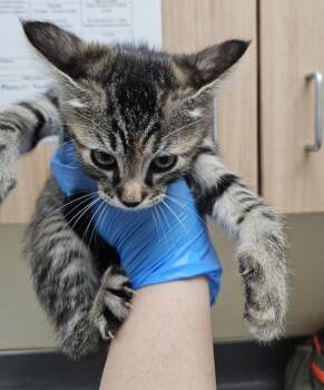 Quesarito -  Domestic Short Hair Cat for Adoption in Kennewick, Washington - Quesarito | PetCurious