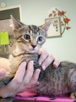 Cinnamon -  Domestic Long Hair Cat for Adoption in Harbor Springs, Michigan - Cinnamon | PetCurious