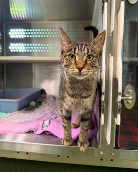 Barry -  Domestic Short Hair Cat for Adoption in Seneca, Pennsylvania - Barry | PetCurious