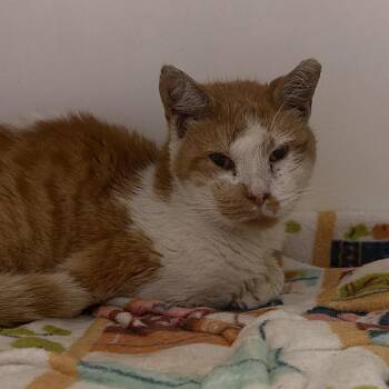 Lasagna -  Domestic Short Hair Cat for Adoption in Philadelphia, Pennsylvania - Lasagna | PetCurious