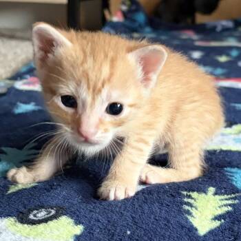 Bananas -  Domestic Short Hair Cat for Adoption in Mt. Juliet, Tennessee - Bananas | PetCurious
