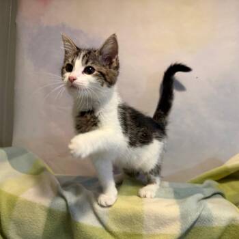 selina -  Domestic Short Hair Cat for Adoption in Fredericksburg, Virginia - Selina | PetCurious