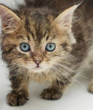 Forest is simply fantastic - mini poof -  Maine Coon and Tabby Cat for Adoption in Bedford Hills, New York - Forest Is Simply Fantastic - Mini Poof | PetCurious