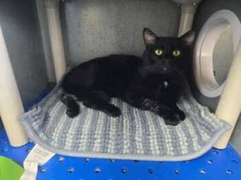 Rescue Domestic Short Hair Cats for Adoption in La Harpe, Kansas - Lazlo | PetCurious