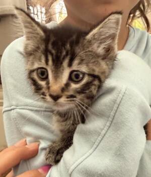 Izzie -  Domestic Short Hair and Tabby Cat Available for Adoption in Poplar Grove, Illinois - Izzie | PetCurious