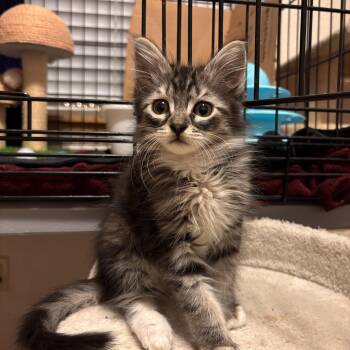 Badger -  Domestic Medium Hair Cat for Adoption in Maple Valley, Washington - Badger | PetCurious