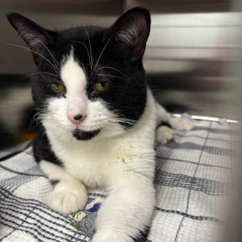 Domestic Short Hair Cats Available for Adoption in Clavet, Saskatchewan - Taurus | PetCurious