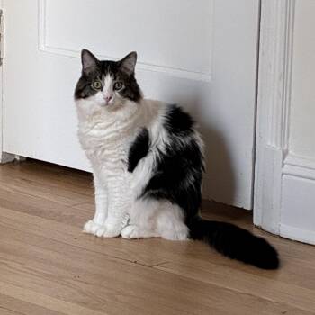 Rescue Domestic Medium Hair Cats for Adoption in Chicago, Illinois - Rusty | PetCurious