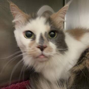 Domestic Long Hair Cats Available for Adoption in Murray, Utah - Daisy | PetCurious