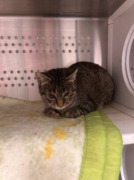 Domestic Short Hair Cats Available for Adoption in Minot, North Dakota - Wilma | PetCurious