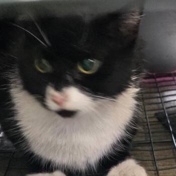 Rescue Domestic Medium Hair Cats for Adoption in Huntington, West Virginia - Tux | PetCurious