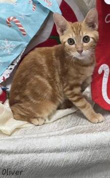 Rescue Domestic Short Hair Cats for Adoption in Key Largo, Florida - Oliver | PetCurious