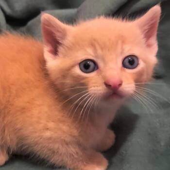 Toad -  Domestic Short Hair Cat Available for Adoption in Chattanooga, Tennessee - Toad | PetCurious
