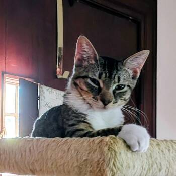 Amber -  Domestic Short Hair Cat for Adoption in Tulsa, Oklahoma - Amber | PetCurious
