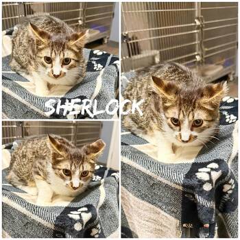 Domestic Short Hair Cats Available for Adoption in Saint James, Missouri - Sherlock | PetCurious