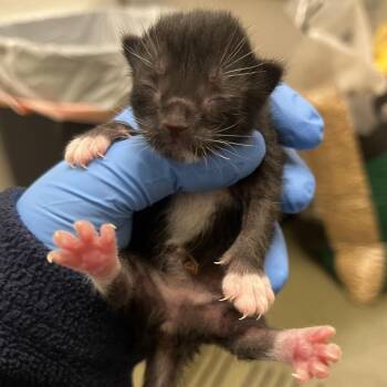 Domestic Short Hair Cats Available for Adoption in Harrisonburg, Virginia - 70660 | PetCurious