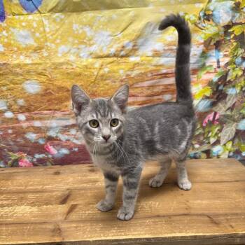 Wilbur -  Domestic Short Hair Cat for Adoption in Normal, Illinois - Wilbur | PetCurious
