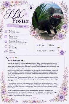 Star Saver -  Domestic Medium Hair Cat for Adoption in Fruit Heights, Utah - Star Saver | PetCurious