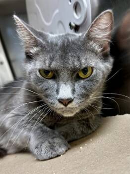 Rescue Domestic Medium Hair Cats for Adoption in Wichita, Kansas - Febreeze | PetCurious