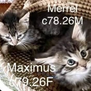 Foster Maximus and Merrel -  Domestic Long Hair and Tiger Cat for Adoption in Batavia, New York - Foster Maximus And Merrel | PetCurious