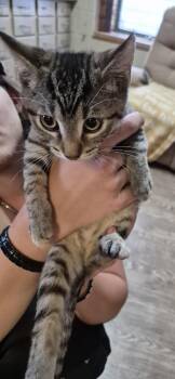 NYSSA -  Domestic Short Hair Cat for Adoption in Owatonna, Minnesota - NYSSA | PetCurious