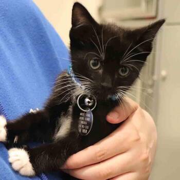 Domestic Short Hair Cats Available for Adoption in Port Washington, New York - Artemis | PetCurious