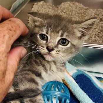 Banshee -  Domestic Short Hair Cat for Adoption in Jacksboro, Tennessee - Banshee | PetCurious