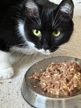 Domestic Short Hair Cats Available for Adoption in Canal Winchester, Ohio - Lola | PetCurious