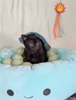 Elvira -  Domestic Short Hair Cat for Adoption in Seven Valleys, Pennsylvania - Elvira | PetCurious