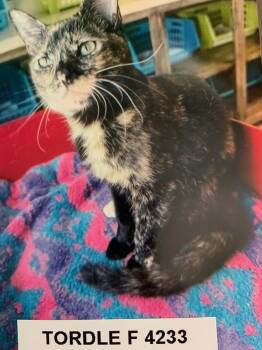 Rescue American Shorthair Cats for Adoption in Weatherford, Texas - Tordie | PetCurious