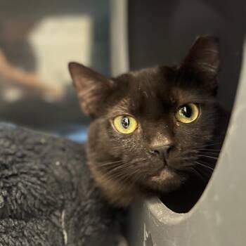 Cam -  Domestic Short Hair Cat for Adoption in Salt Lake City, Utah - Cam | PetCurious
