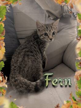 Fern -  Domestic Short Hair Cat for Adoption - Fern | PetCurious