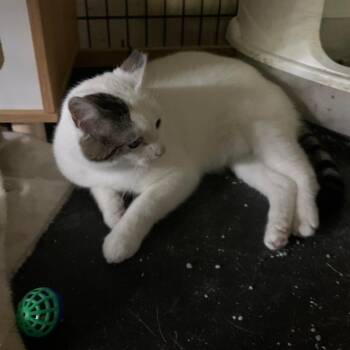 Domestic Short Hair Cats Available for Adoption in Ringtown, Pennsylvania - Dewy | PetCurious