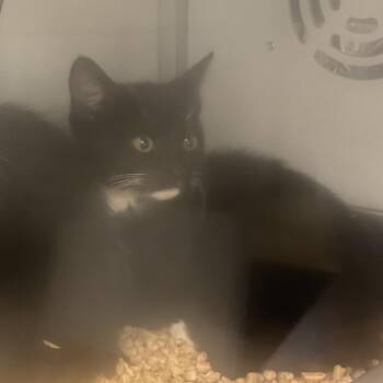 Pluto -  Domestic Short Hair Cat for Adoption in Columbus, North Carolina - Pluto | PetCurious