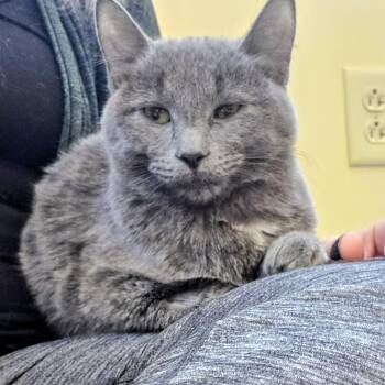 Rescue Domestic Short Hair Cats for Adoption in Madison, Wisconsin - Delores | PetCurious