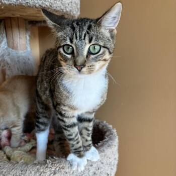 Rescue Domestic Short Hair Cats for Adoption in Wadena, Minnesota - Augustus | PetCurious