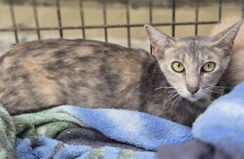 LENORA -  Domestic Short Hair Cat for Adoption in San Antonio, Texas - LENORA | PetCurious